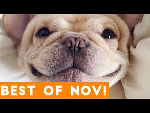 Funniest Pet Reactions & Bloopers of November 2017 Funny Pet Videos