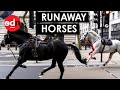 Shocking Moment ‘Blood-Covered’ Horses Run Rampage in Central London