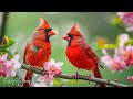 All Your Worries Will Disappear - Relaxing Bird Sounds, Instant Relief from Stress and Anxiety #3