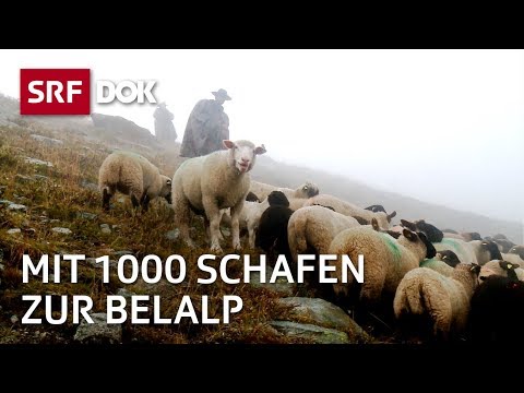 Die Schaftreiber vom Wallis Kopf und Kragen für 1000 Schafe Doku SRF DOK