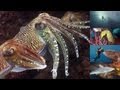 Download Reef Life of the Andaman (full marine biology documentary) mp4 3gp mp3 videos - waplic