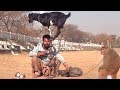 Bandar Aur Bakri Ka Khel - Funny Video | Comedy Video From My Phone