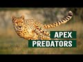 The Ruthless Apex Predators At The Top Of The Animal Kingdom | Top Cats Documentary