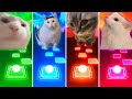 Vibing Cat vs Huh Cat vs Chipi Chipi Chapa Chapa Cat vs Malow Cat - Tiles Hop EDM Rush