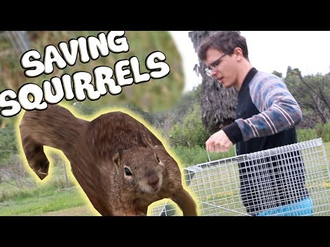 Trapping and Relocating Squirrels An Examination