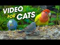 Beautiful Birds Compete For Interesting Food In The Forest - Video For Cats To Watch
