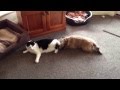 Cat vs Dog - Who will win?