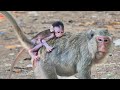 Awesome video....most sweetie & kind mommy monkey ALIKA toGroom her little ALIS regularly