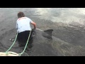 Download Man Saves Distressed Dolphin From being trapped on a