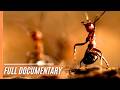 Download Animals building skills mp4 3gp mp3 videos - waplic