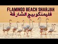 Flamingo Beach Mamzar Dubai - A Quick Vlog
