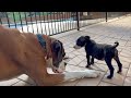 6 week old Staffy Puppies Meet Big Pack