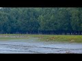 नीलगिरि पर्वत श्रृंखला के जैवमंडल।—[Nilgiri Biosphere Ecosystem & Wildlife]—Hindi***Documentary EP#2