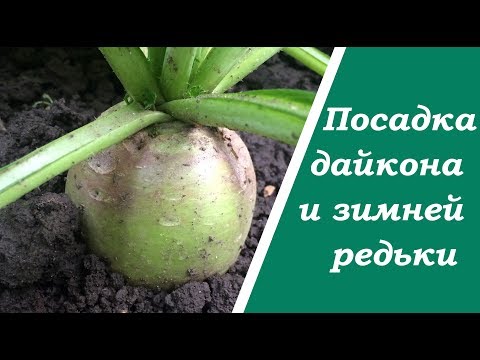 Как сажать зимнюю редьку 717 Как сажать зимнюю редьку 122