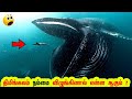 What If You Were eaten by a Whale? Minutes Mystery