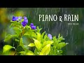 Rain Sounds & Relaxing Music 24/7 - Piano Music, Sleep, Study, Yoga, Stress Relief, Meditation