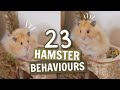 23 Hamster Behaviours 🐹