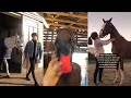 Horse TikToks That Went Viral! #15