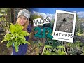 Bean Sowing at the Allotment! More Dahlias + Work Starts on the Polytunnel Floor. Ep 212 || Plot 37