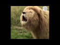 Singing a Lion 🦁 | WhatsApp Status Funny Video | Bittu Music World | 3 August 2017