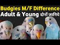 Budgies Adult और Young में Male Female कैसे Pehchan Kare/How to Identify M/F In Adult/Young Budgies