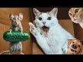 The Funniest Animal Video 2024 To Crack To Up All Long Day 🤣  Funny Cats and Dogs 🐕😍#animalcute