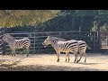 얼룩말 Zebra