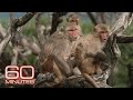 Monkey Island | 60 Minutes