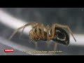 Exploring Spider silk-producing process & Standing on its web under a Microscope