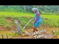 Paddy Planting By Machine....## Cultivation vlog##Machine Te Hullu Rohoy...##