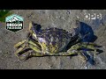 Green crabs are invading the Pacific Northwest coast | Oregon Field Guide
