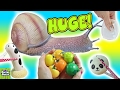 What's Inside Huge Squishy Snail Toy! Snail Slime! Homemade Squeeze Toy
