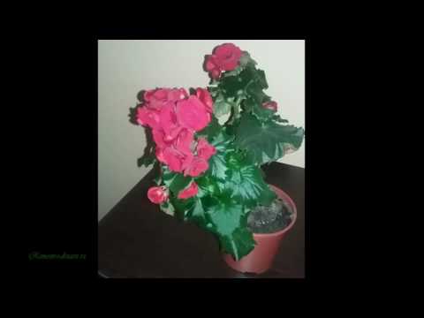 Шпора на пальце лечение в домашних условиях