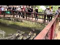 Fishing alligators