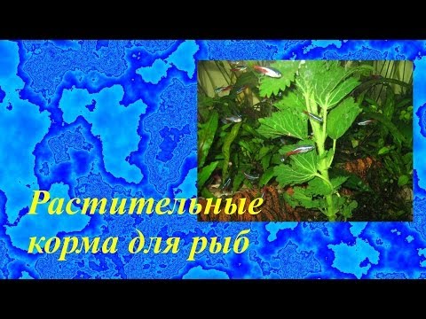 Растительный корм для аквариумных рыбок своими руками Растительный корм для аквариумных рыбок своими руками
