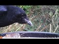 Are Crows Bad for Bird Feeders?