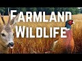 The Wildlife of UK Farmland