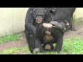 My buddy Fubuki! by Decky  僕の友達フブキ！デッキー　Chimpanzee  Tama Zoological Park