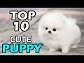 TOP 10 CUTE PUPPY BREEDS