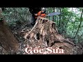 Discovered a precious tree stump, Sandalwood, Precious wood, Expensive wood