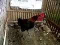 Download Suara ayam pelung juara
