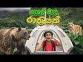 කැලේ මැද රාත්‍රියක් | Camping| Jungle Animals| Kids Learning Sinhala Video | Nursery Education
