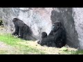 Gorilla family at Animal Kingdom@DottisPixieDustedPointers