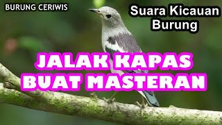 Jalak Kapas Jalak Sutra Gacor Full Isian