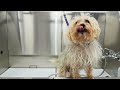 Not everything is always as it seems | Cute transformation on matted Yorkie