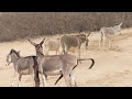 The Story of Domestic Donkeys""Saddle-Free Wonders: The Graceful Life of Donkeys""Braying Beauty
