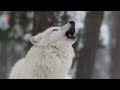 Article on wolves: confrontation of wolf packs