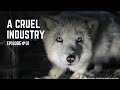 A Cruel Industry: The Reality of Fur Farming