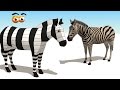 CUBE BUILDER for KIDS (HD) - Build a Zebra for Children - AApV