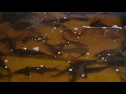 как вырастить стерлядь в домашних условиях видео как вырастить стерлядь в домашних условиях видео